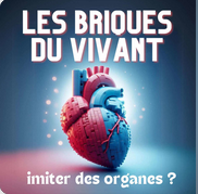 Podcast Les briques du vivant